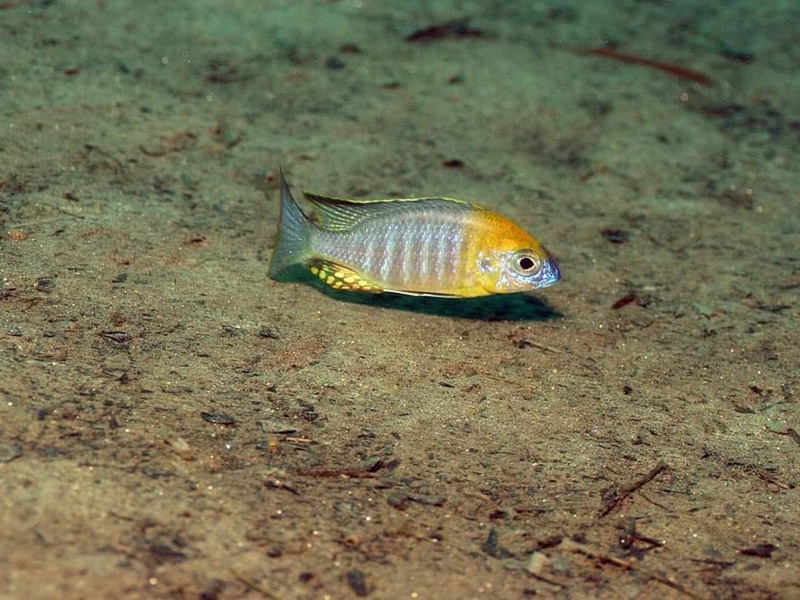 Lethrinops sp. 'yellow collar' Liwani